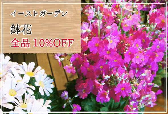 イーストガーデン 週末限定鉢花全品10%OFF