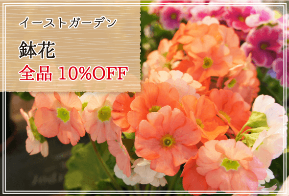 イーストガーデン 週末限定鉢花全品10%OFF