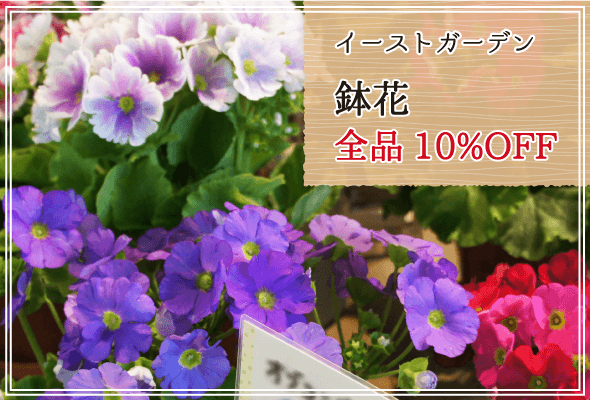イーストガーデン 週末限定鉢花全品10%OFF