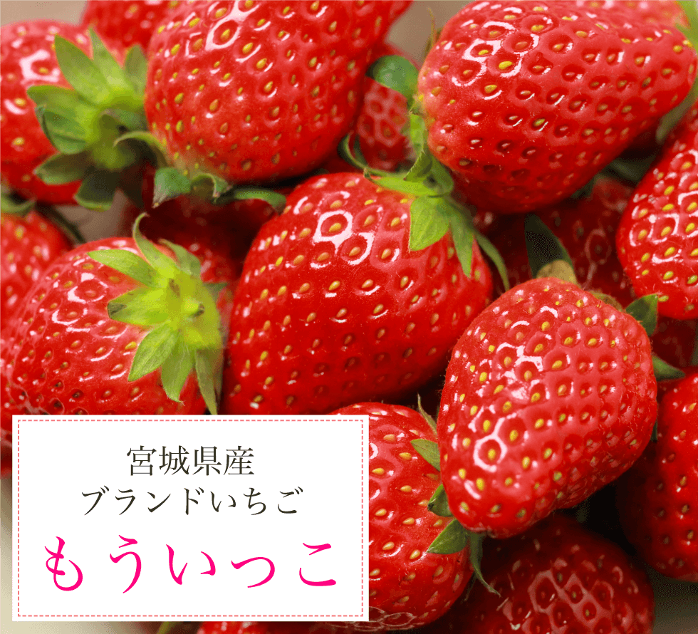 宮城県産ブランドいちご もういっこ