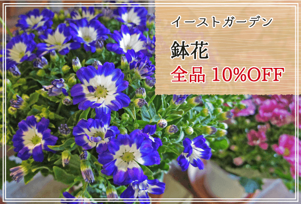 イーストガーデン 週末限定鉢花全品10%OFF
