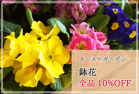 イーストガーデン 週末限定鉢花全品10%OFF