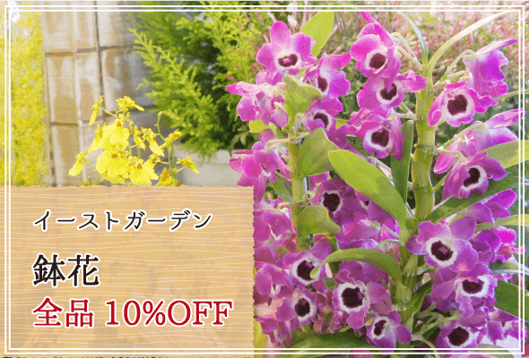 イーストガーデン 週末限定鉢花10%OFF