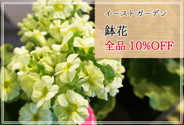 イーストガーデン 週末限定鉢花全品10%OFF