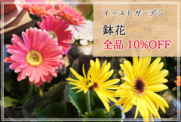 イーストガーデン 週末限定鉢花全品10%OFF