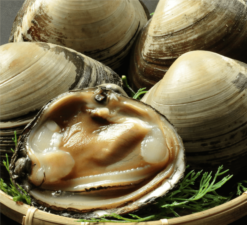 青森県産ホッキ貝