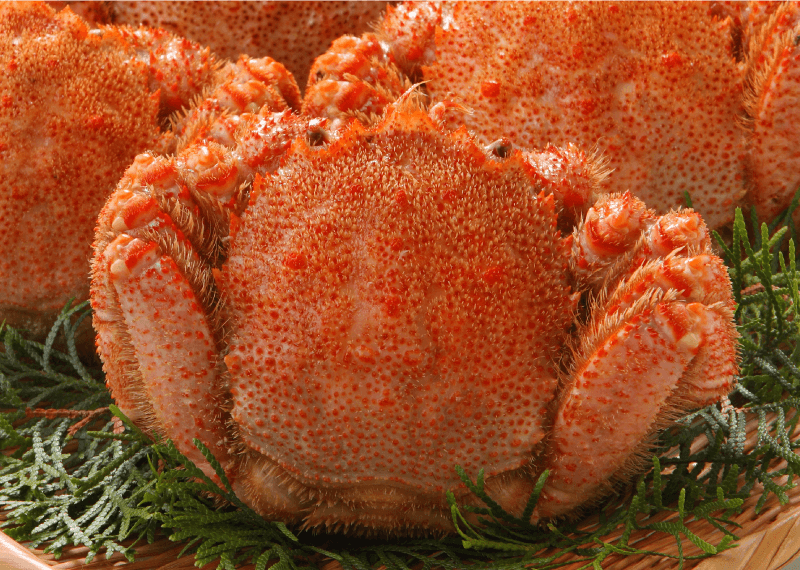 岩手県産 毛ガニ