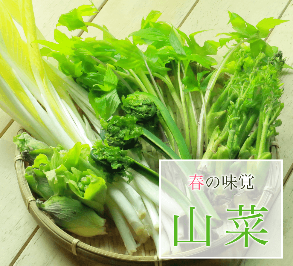 春の味覚 山菜