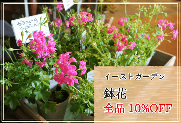 イーストガーデン 週末限定鉢花全品10%OFF