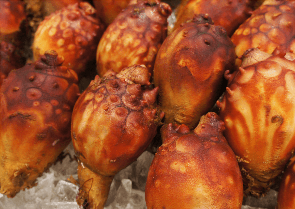 渡憲 女川産ほや