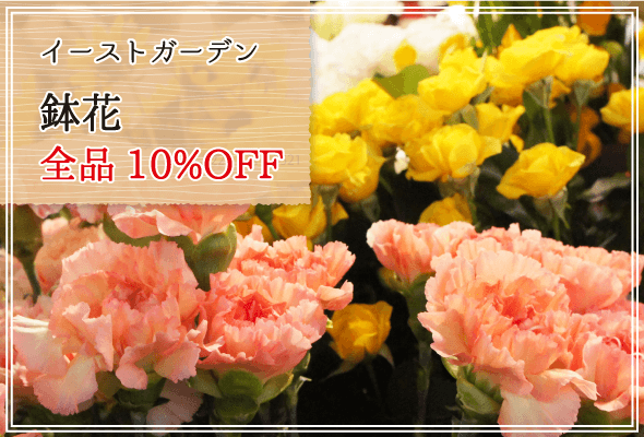 イーストガーデン 週末限定鉢花10%OFF