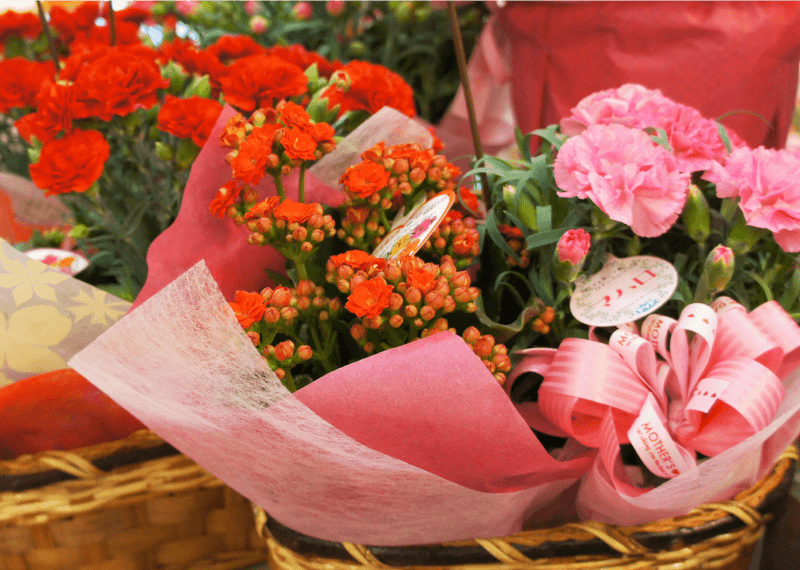 カーネーション（鉢植え）