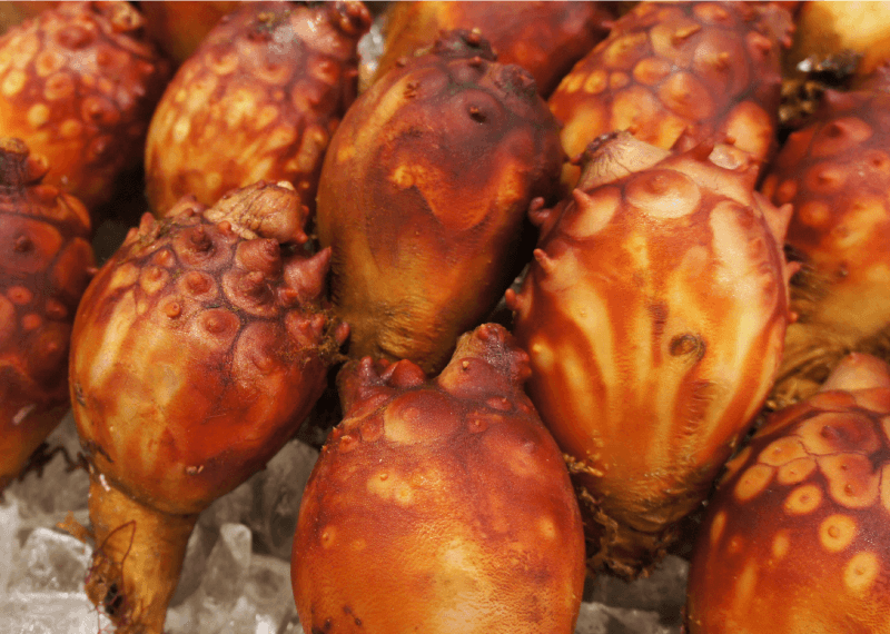 北三陸産 天然ホヤ