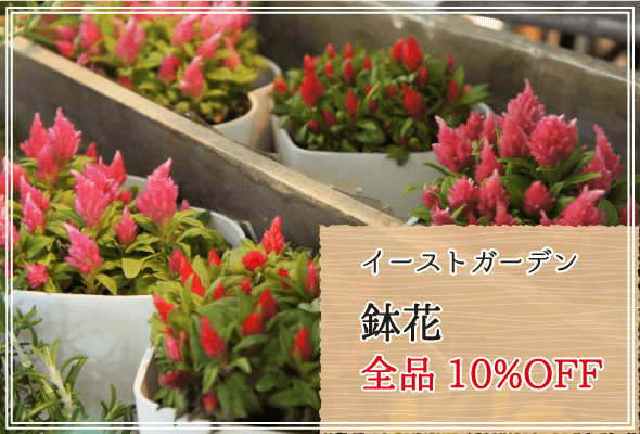イーストガーデン 週末限定鉢花10%OFF