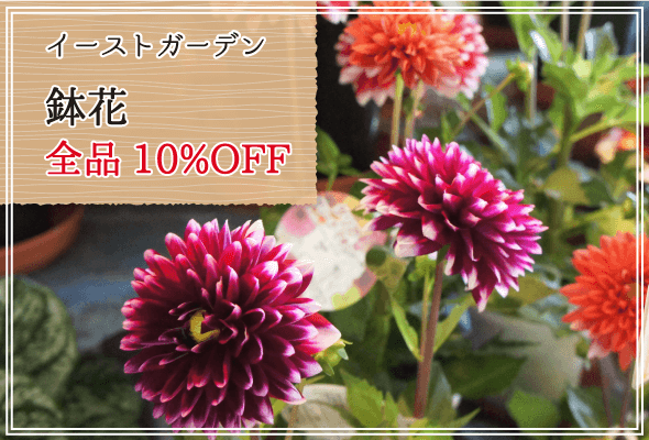 イーストガーデン 週末限定鉢花10%OFF