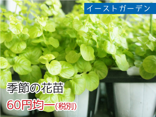 イーストガーデン 季節の花苗 60円均一(税抜)