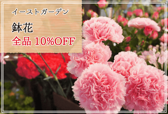 イーストガーデン 週末限定鉢花10%OFF