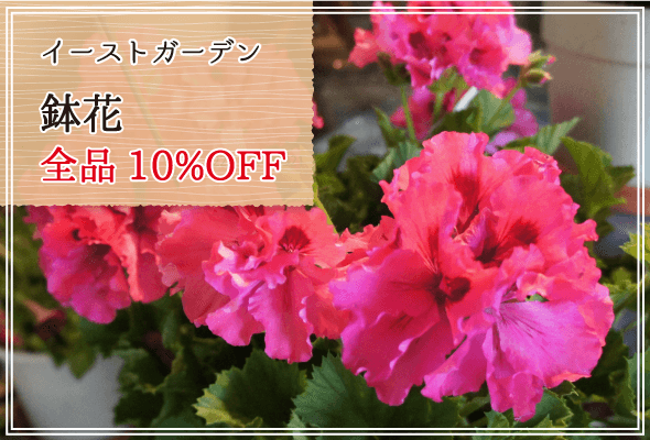 イーストガーデン 週末限定鉢花10%OFF