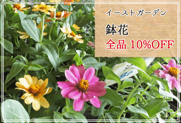 イーストガーデン 週末限定鉢花10%OFF