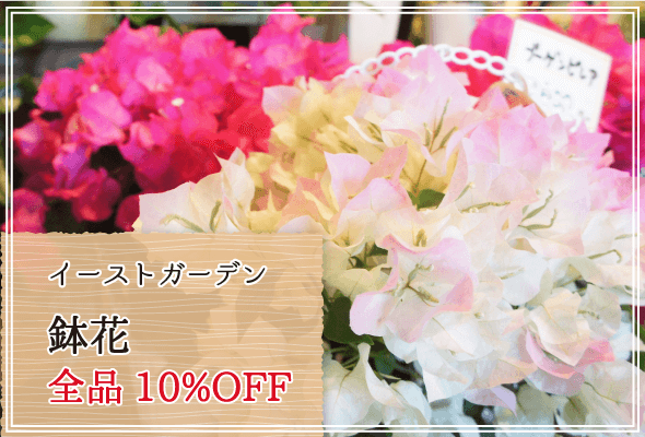 イーストガーデン 週末限定鉢花10%OFF