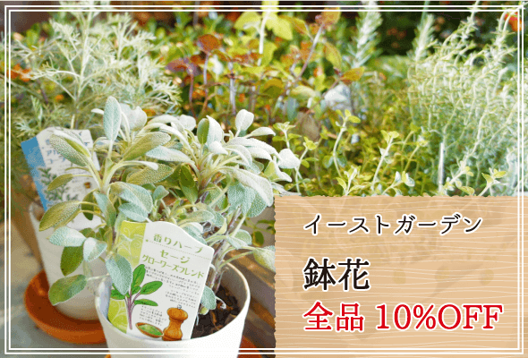 イーストガーデン 週末限定鉢花10%OFF