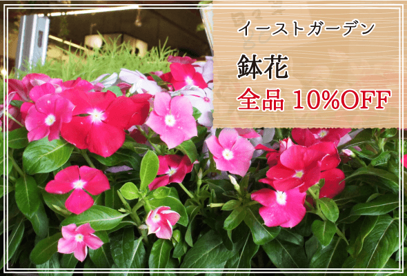 イーストガーデン 週末限定鉢花10%OFF