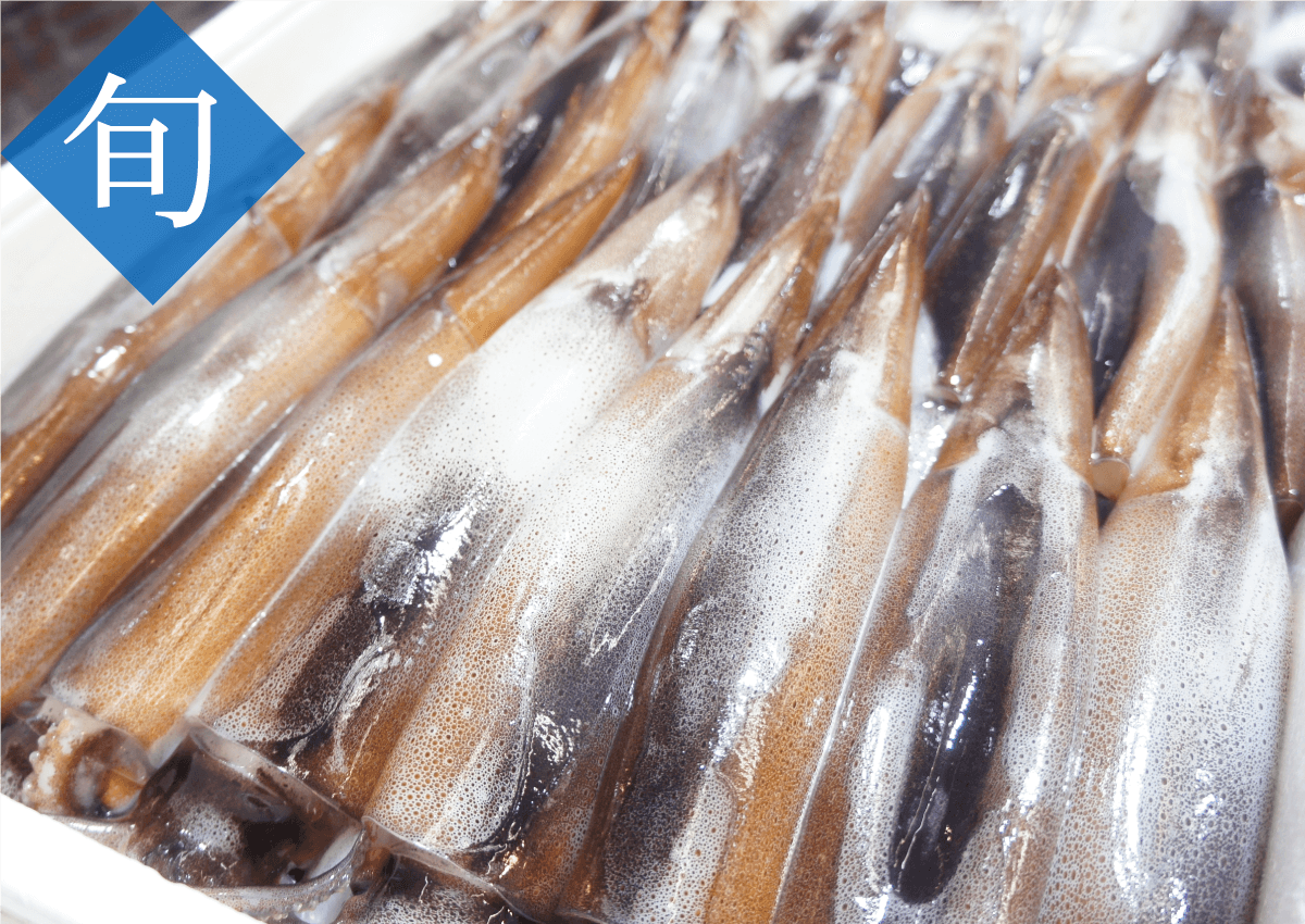 今が旬！青森県産の真イカ