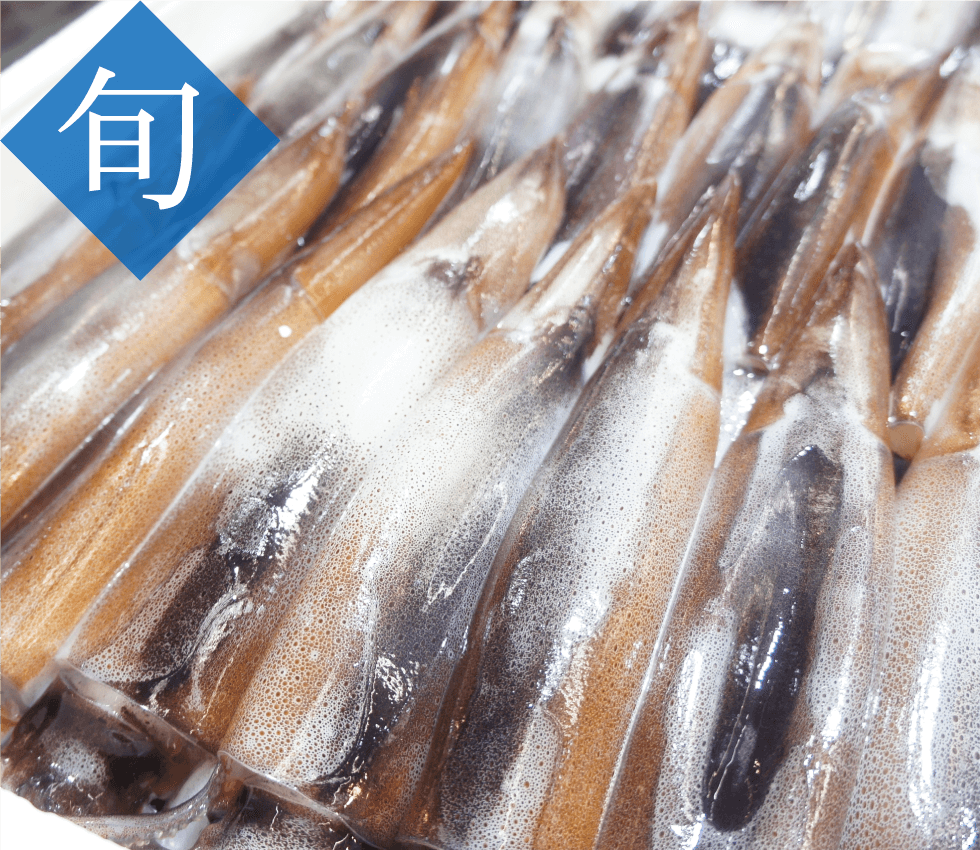 今が旬！青森県産の真イカ