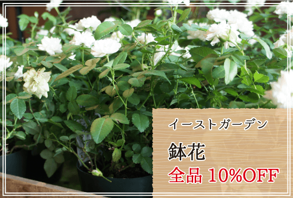 イーストガーデン 週末限定鉢花10%OFF