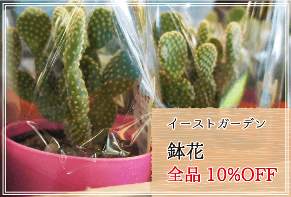 イーストガーデン 週末限定鉢花10%OFF