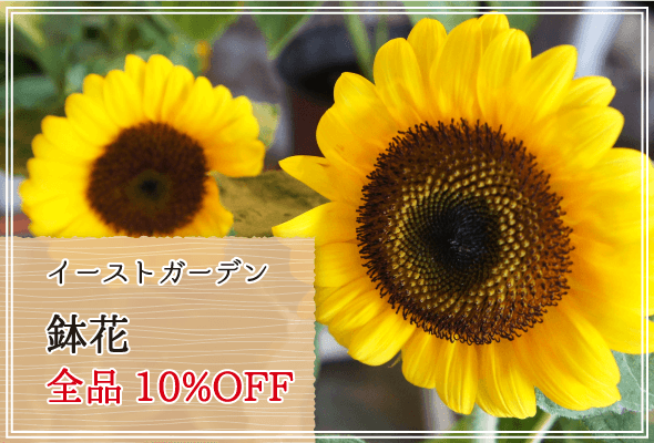 イーストガーデン 週末限定鉢花10%OFF