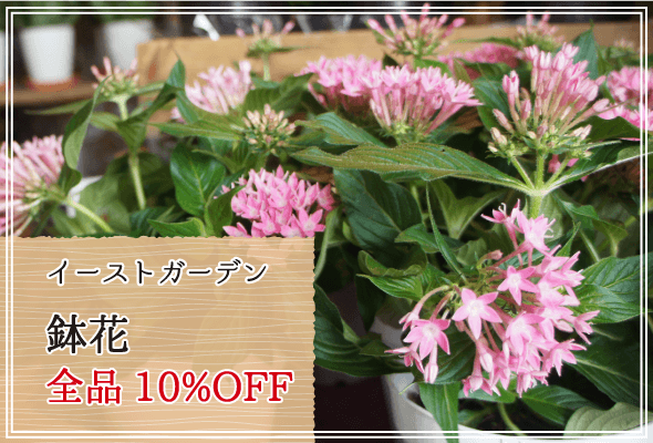 イーストガーデン 週末限定鉢花10%OFF