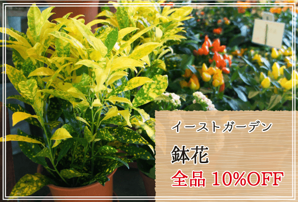 イーストガーデン 週末限定鉢花10%OFF
