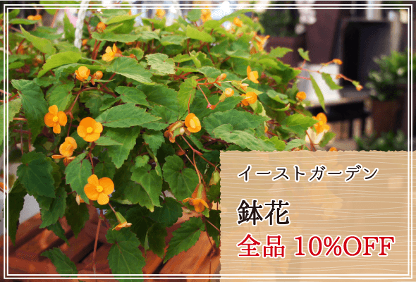 イーストガーデン 週末限定鉢花10%OFF