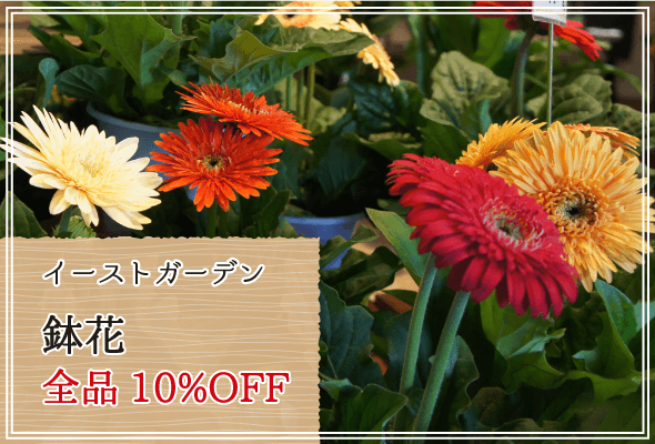イーストガーデン 週末限定鉢花10%OFF