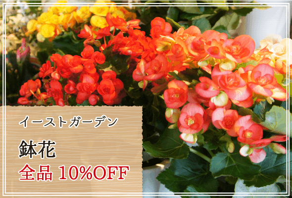 イーストガーデン 週末限定鉢花10%OFF