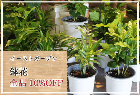 イーストガーデン 週末限定鉢花10%OFF