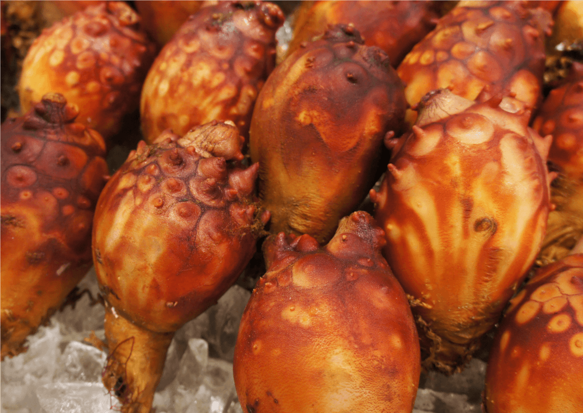 北三陸産のホヤ