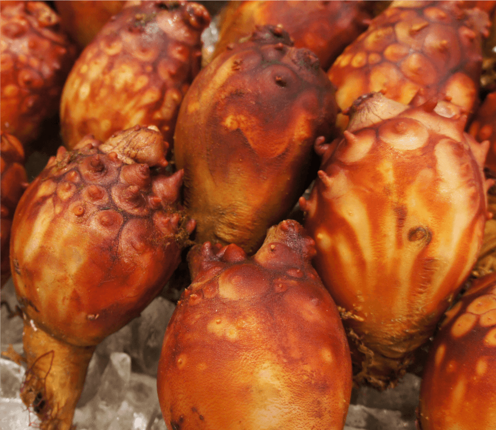 北三陸産のホヤ