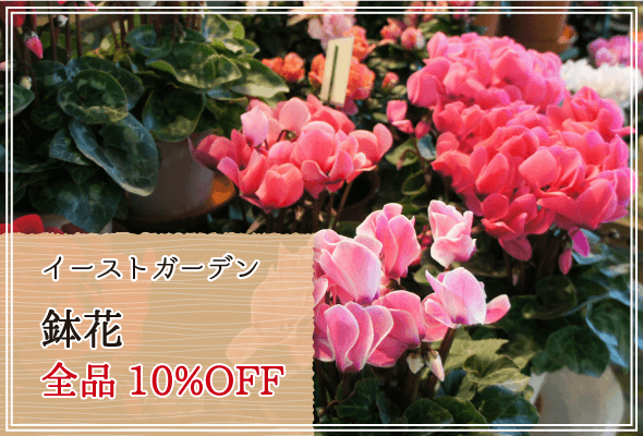 イーストガーデン 週末限定鉢花10%OFF