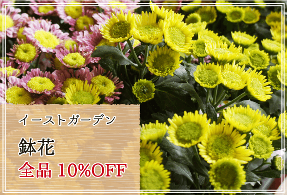 イーストガーデン 週末限定鉢花10%OFF
