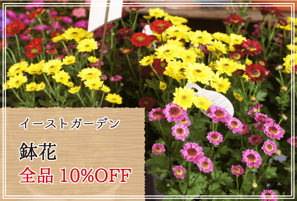 イーストガーデン 週末限定鉢花10%OFF