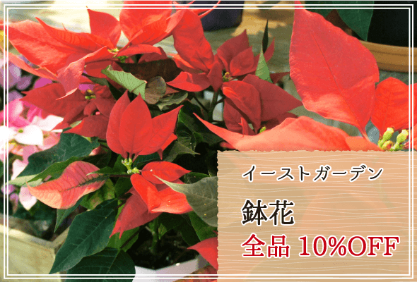 イーストガーデン 週末限定鉢花10%OFF