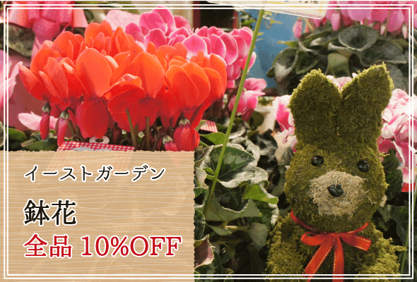 イーストガーデン 週末限定鉢花10%OFF