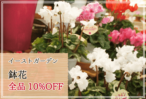 イーストガーデン 週末限定鉢花10%OFF