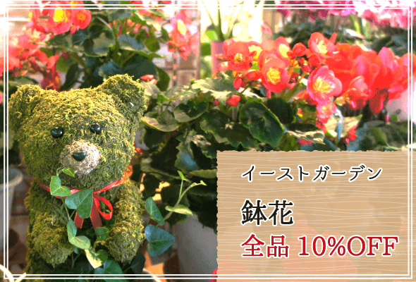 イーストガーデン 週末限定鉢花10%OFF