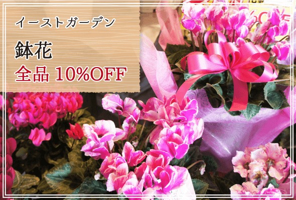 イーストガーデン 週末限定鉢花10%OFF