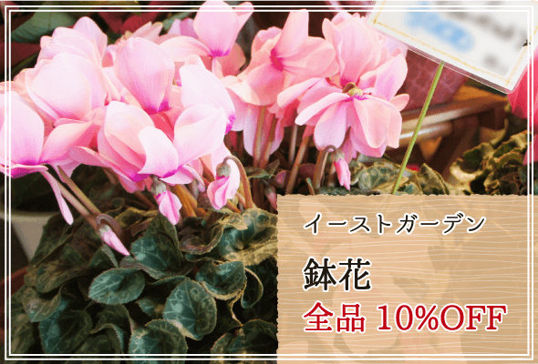 イーストガーデン 週末限定鉢花10%OFF