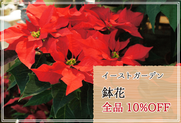 イーストガーデン 週末限定鉢花10%OFF