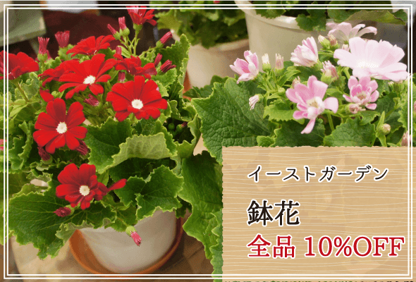 イーストガーデン 週末限定鉢花10%OFF